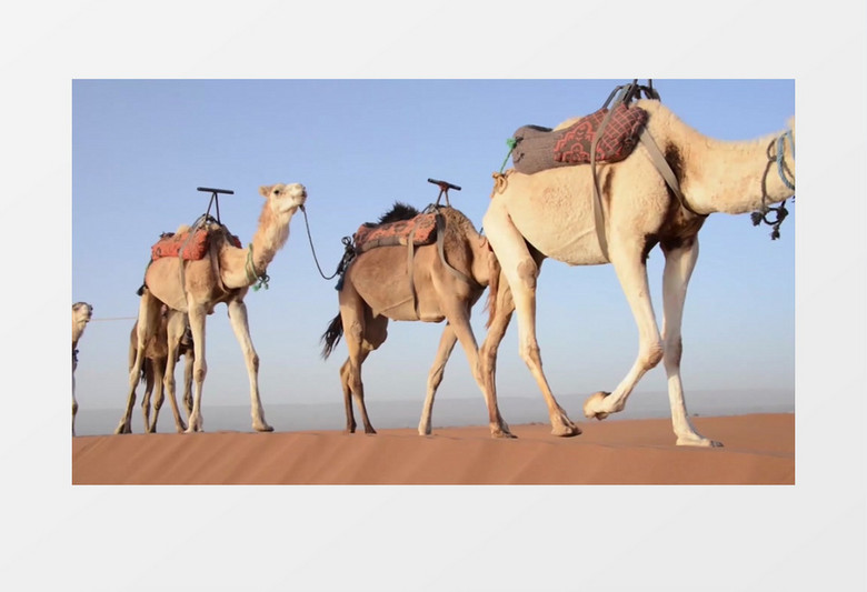 四只骆驼缓缓经过沙漠实拍视频素材