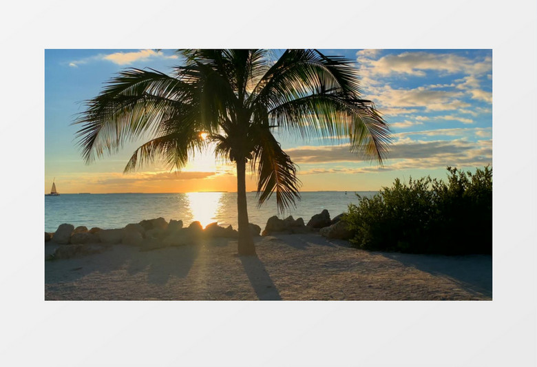 海边被夕阳照射的芭蕉树实拍视频素材