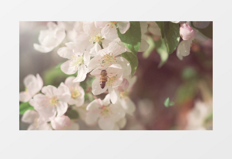 蜜蜂在花丛中采蜜实拍视频素材