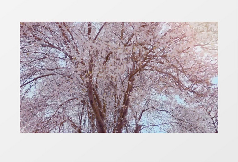 随风飘动的樱花树实拍视频素材