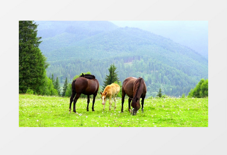 三匹马在草地上吃草实拍视频素材