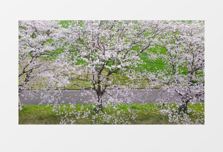 航拍路边随风摇摆的樱花树实拍视频素材