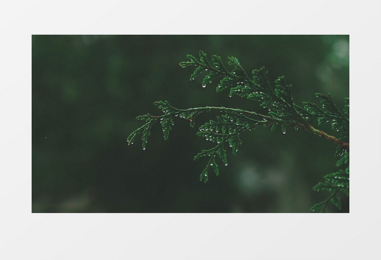 雨水挂在枝头形成晶莹的水滴实拍视频素材