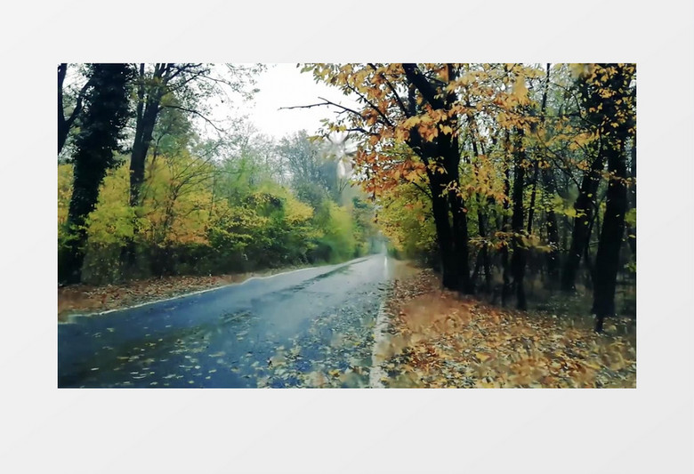 秋季森林的雨水滴在路上的落叶中实拍视频素材