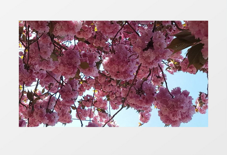 一簇簇樱花随风摇摆实拍视频素材
