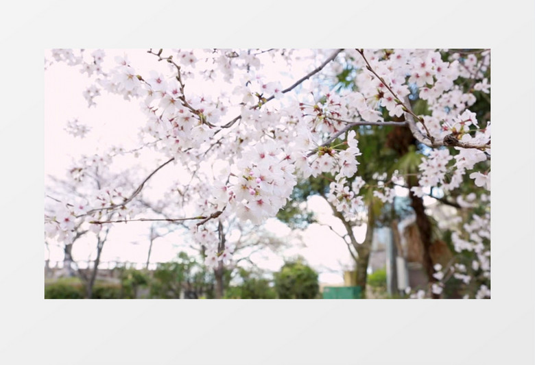 枝头的樱花被风吹起轻轻摇摆实拍视频素材