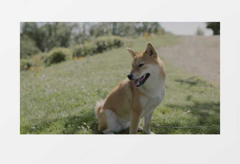 柴犬笑嘻嘻实拍视频