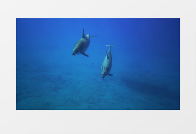 海豚从海底冲上海面实拍视频