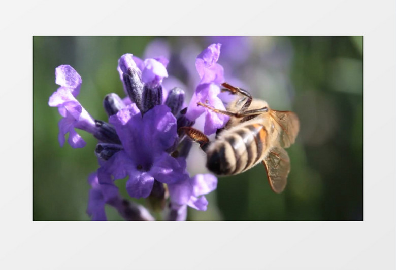小清新唯美美丽薰衣草蜜蜂采蜜实拍视频素材