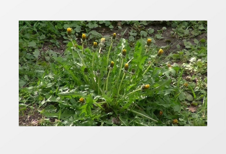 鲜花蒲公英指出花盛开凋落过程视频实拍素材