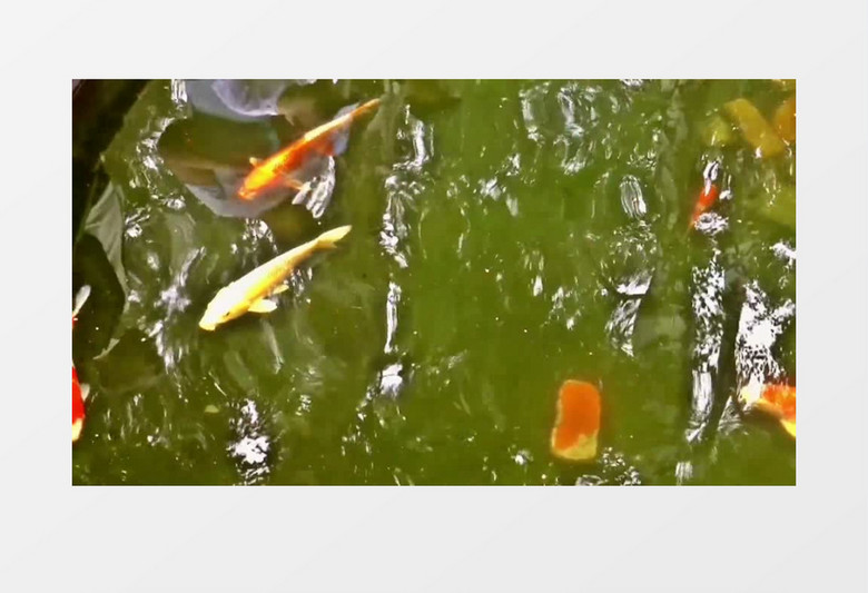 夏季池塘水中倒影镜子发射鱼实拍视频