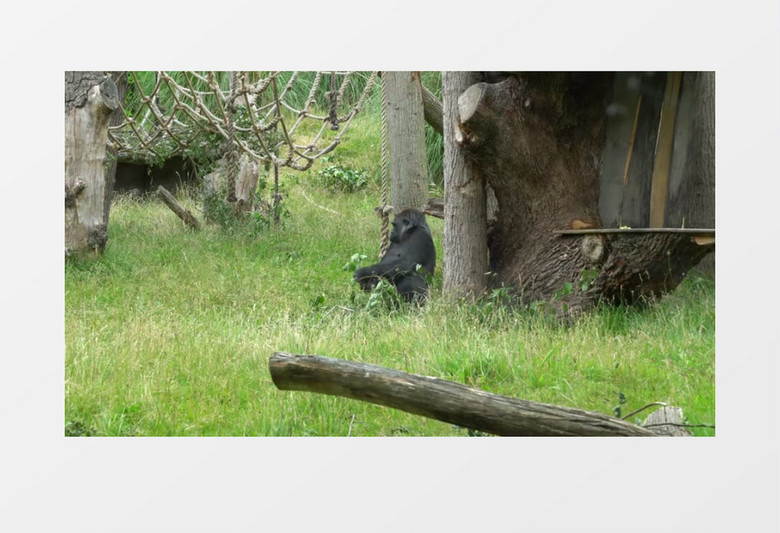 大自然丛林游击队动物园哺乳动物高清实拍视频