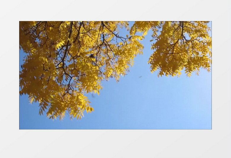 唯美静谧秋天黄色落叶自然景观高清实拍视频