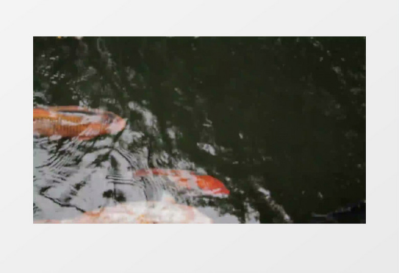 水族馆红色鲤鱼游泳高清实拍视频