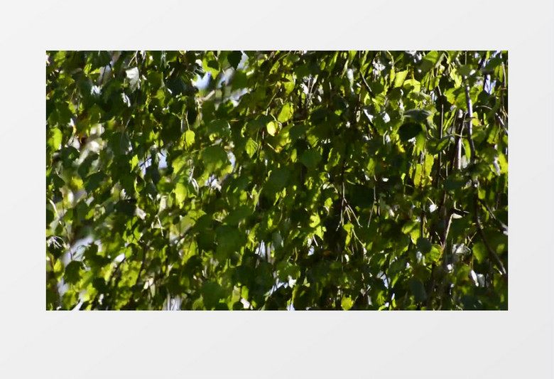 高贵桦木迎风飘舞自然景观高清实拍视频
