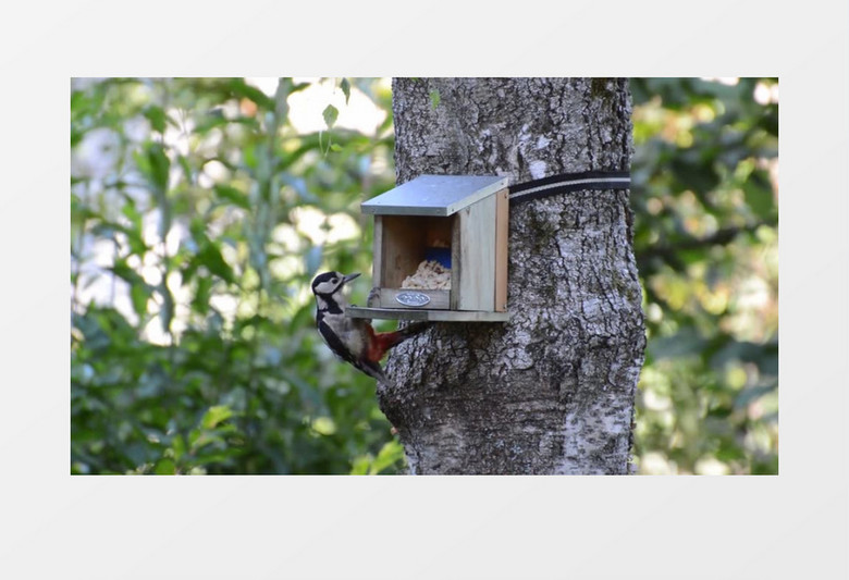 可爱大斑的啄木鸟 丰富多彩动物世界高清实拍视频