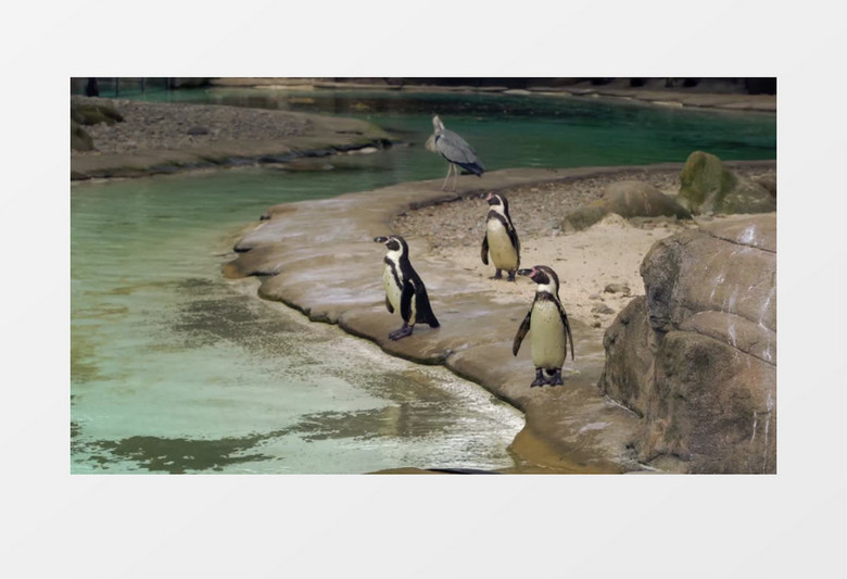 动物园可爱的呆萌带脚蹼企鹅玩耍高清实拍视频