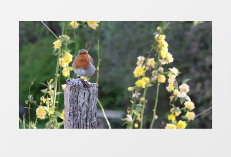 森林中小鸟生活实拍视频素材
