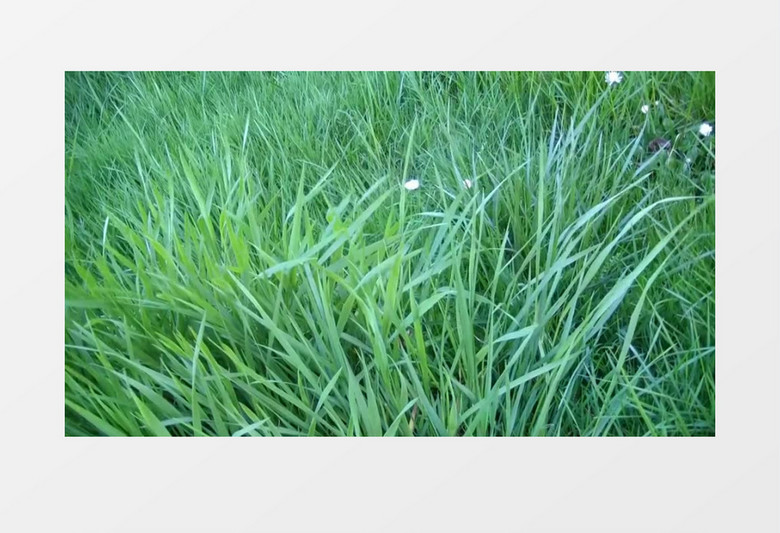 风吹草动视频素材