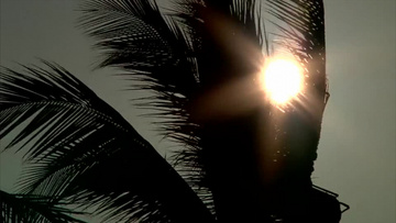 清爽自然景观棕榈树沙滩近景实拍视频素材