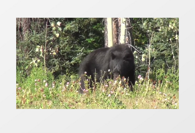 户外加拿大森林野生动物黑熊觅食实拍视频素材