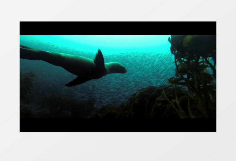 神秘多彩丰富海底世界实拍视频素材