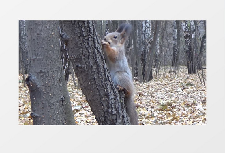 深秋松鼠采食高清实拍视频素材