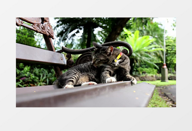 超清公园动物猫实拍视频素材