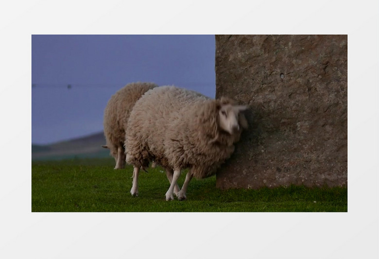 农场绿色草地放羊实拍视频素材
