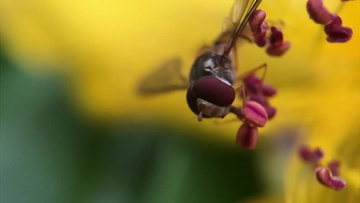 蜜蜂视频真实 800x450a80a121