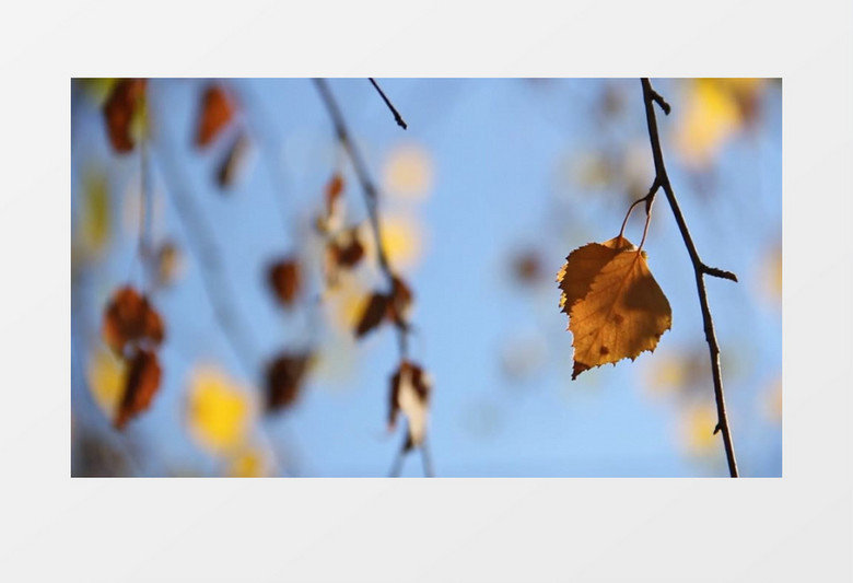 自然风光之植物视频素材MP4实拍视频