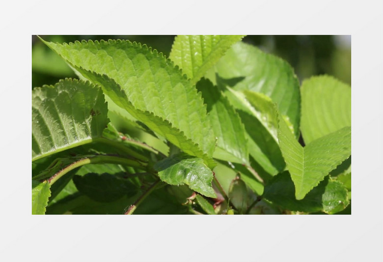 夏天绿色植物随风摇曳实拍视频