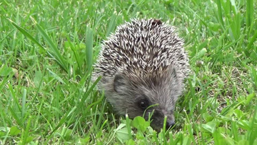 乌龟的视频真实动物 800x450a80a121