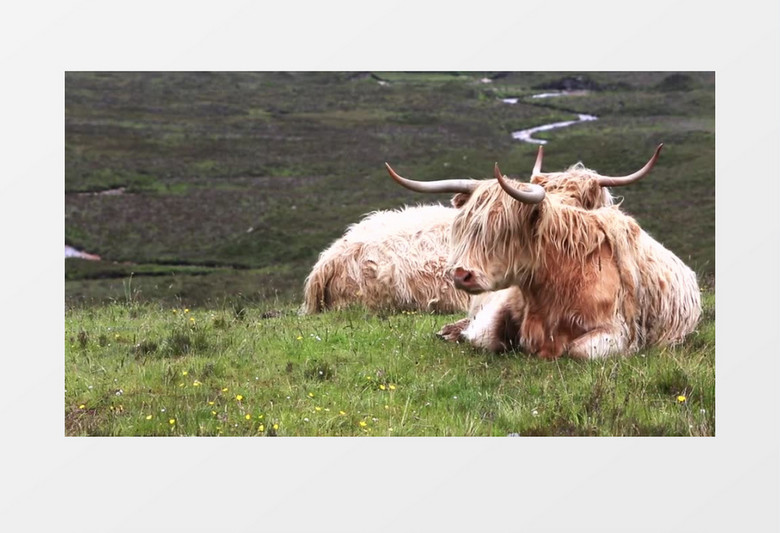 牧场哺乳动物棕色奶牛惬意休息实拍视频
