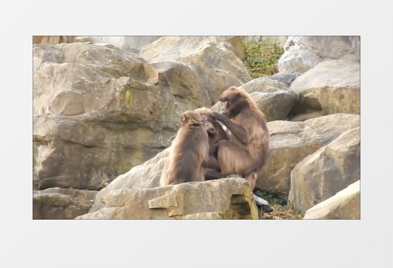 动物园里的猿互相进行毛皮护理实拍视频