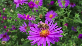 蜜蜂视频大自然 800x450a80a121