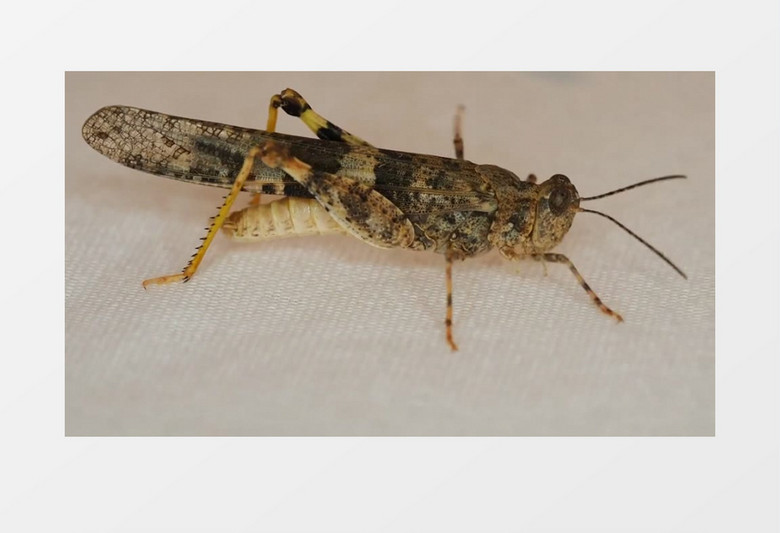 乌龟的视频真实动物 960x0a0a700