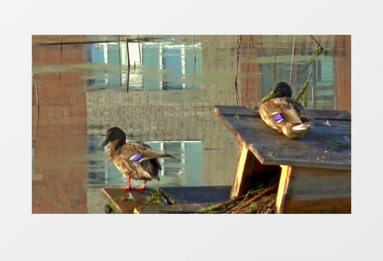养殖场养殖鸭子池塘游泳近景实拍视频素材