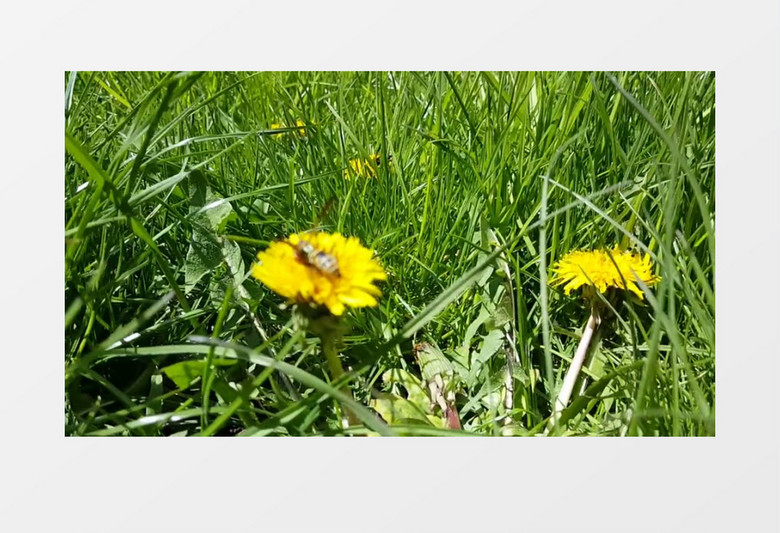 草地上采蜜的大黄蜂实拍视频素材