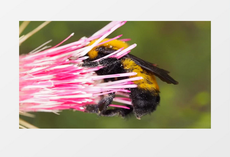 高清近距离拍摄森林公园动物夏天甲虫蜜蜂紫色花蕊采蜜实拍视频素材