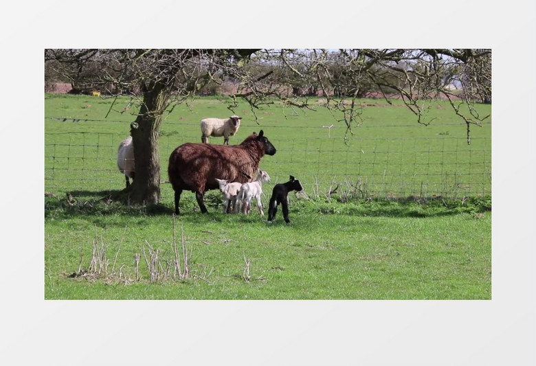 草原上可爱的食草动物羊嬉戏玩耍实拍视频