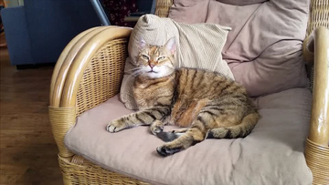 小猫的视频可下载 800x450a80a121