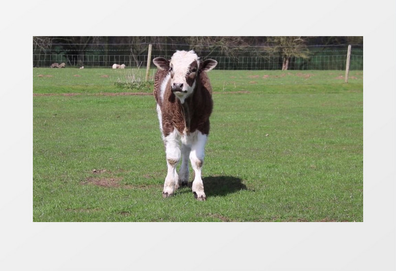 高清实拍小牛犊在青青草原上的姿态实拍视频素材