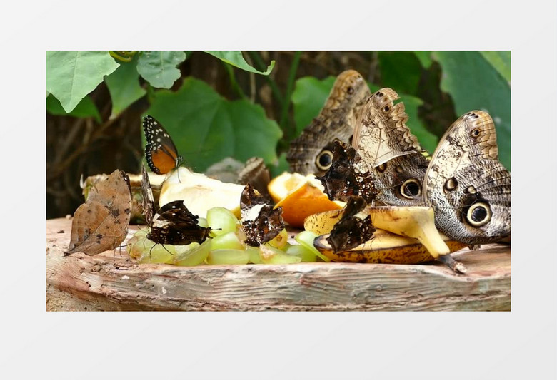 高清实拍一群美丽的蝴蝶在进行美食大宴实拍视频素材