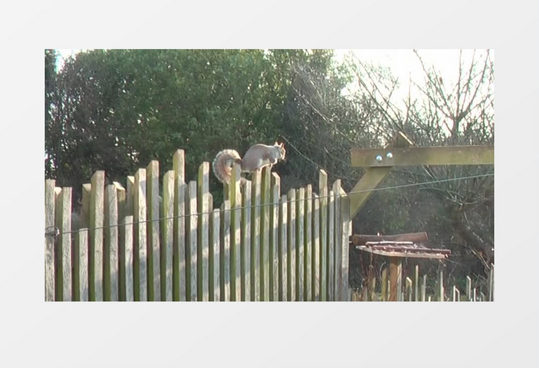 高清实拍一只可爱的小松鼠跳上跳下寻觅食物实拍视频素材