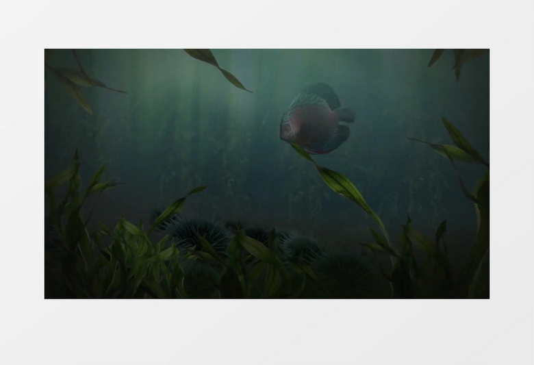 实拍一条色彩斑斓的小鱼在水里自由游动视频素材