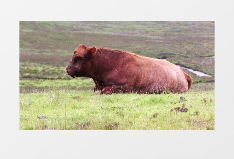 高清实拍一直憨态可掬的牛在草原上悠闲的吃草实拍视频素材