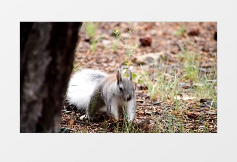 高清实拍可爱的小松鼠在树下挖坑埋松果实拍视频素材