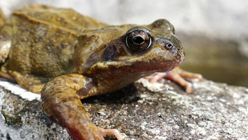 青蛙视频真实版 800x450a80a121