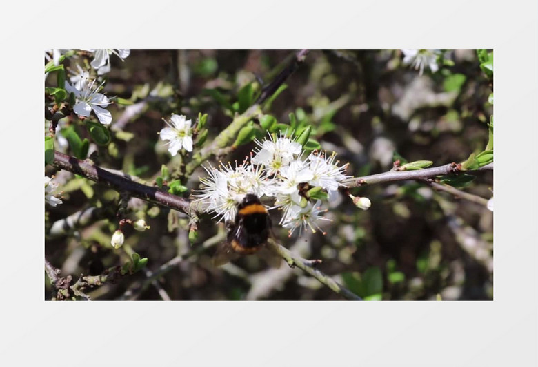 高清实拍辛勤的小蜜蜂在采食花蜜实拍视频素材